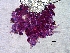  ( - 1295MRP-SAU-ROU.1)  @11 [ ] Copyright (2009) Unspecified Natural Resources Canada