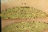  (Melampsora epitea - 383ME-SA-BC10.1)  @11 [ ] Copyright (2009) Unspecified Natural Resources Canada
