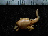  ( - UNMDP MEJ 048)  @11 [ ] CreativeCommons - Attribution Non-Commercial Share-Alike (2014) Unspecified Laboratorio de Zoología de Invertebrados