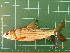  ( - CMGG-2011-551)  @13 [ ] CreativeCommons - Attribution Non-Commercial Share-Alike (2013) CMGG CMGG