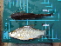  ( - CMGG-2011-824)  @11 [ ] CreativeCommons - Attribution Non-Commercial Share-Alike (2013) CMGG CMGG
