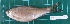  (Osteochilus lini - CMGG-2013-1028)  @11 [ ] CreativeCommons - Attribution Non-Commercial Share-Alike (2015) CMGG CMGG