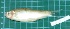  (Gymnostomus siamensis - CMGG-2013-1324)  @11 [ ] CreativeCommons - Attribution Non-Commercial Share-Alike (2015) CMGG CMGG