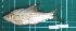  ( - CMGG-2013-1461)  @11 [ ] CreativeCommons - Attribution Non-Commercial Share-Alike (2015) CMGG CMGG