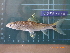  ( - CMGG-2011-513)  @14 [ ] CreativeCommons - Attribution Non-Commercial Share-Alike (2013) CMGG CMGG