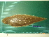  (Cynoglossus microlepis - CMGG-2011-300)  @14 [ ] CreativeCommons - Attribution Non-Commercial (2013) CMGG CMGG