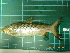  ( - CMGG-2012-412)  @11 [ ] CreativeCommons - Attribution Non-Commercial (2013) CMGG CMGG