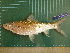  ( - CMGG-2011-442)  @11 [ ] CreativeCommons - Attribution Non-Commercial (2013) CMGG CMGG