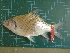  ( - CMGG-2011-418)  @11 [ ] CreativeCommons - Attribution Non-Commercial (2013) CMGG CMGG