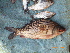  (Osteochilus sp - CMGG-2011-547)  @12 [ ] CreativeCommons - Attribution Non-Commercial (2013) CMGG CMGG