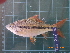  (Osteochilus waandersii - CMGG-2011-525)  @14 [ ] CreativeCommons - Attribution Non-Commercial (2013) CMGG CMGG