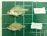  ( - CMGG-2012-249)  @13 [ ] CreativeCommons - Attribution Non-Commercial (2013) CMGG CMGG