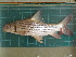  ( - CMGG-2011-421)  @11 [ ] CreativeCommons - Attribution Non-Commercial Share-Alike (2015) CMGG CMGG