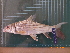  ( - CMGG-2011-531)  @11 [ ] CreativeCommons - Attribution Non-Commercial Share-Alike (2015) CMGG CMGG
