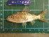  ( - CMGG-2012-447)  @13 [ ] CreativeCommons - Attribution Non-Commercial (2013) CMGG CMGG