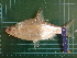  ( - CMGG-2011-436)  @13 [ ] CreativeCommons - Attribution Non-Commercial (2013) CMGG CMGG