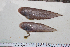  ( - BD260418 Cynoglossus)  @11 [ ] Copyright (2019) Unspecified Ho Chi Minh University of Science