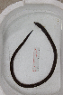  ( - BD270418 Pisodo boro)  @11 [ ] Copyright (2019) Unspecified Ho Chi Minh University of Science