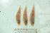  ( - CaT-031018-Cyno.microlepis 1)  @11 [ ] Copyright (2018) Unspecified Ho Chi Minh University of Science