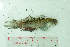  (Stenogobius mekongensis - CaT-031018-Steno 1)  @11 [ ] Copyright (2018) Unspecified Ho Chi Minh University of Science