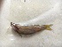  ( - MT 121018 Esomus)  @11 [ ] Copyright (2018) Unspecified Ho Chi Minh University of Science