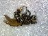  (Trigona amazonensis - CD2018-47)  @12 [ ] CreativeCommons  Attribution Non-Commercial Share-Alike (2018) Claus Rasmussen Aarhus University, Denmark