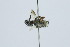  (Megachile exaltata - QCAZI_60100)  @11 [ ] CC-BY-NC-ND (2024) QCAZ Pontificia Universidad Católica del Ecuador