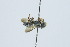  (Megachile planula - QCAZI_60106)  @11 [ ] CC-BY-NC-ND (2024) QCAZ Pontificia Universidad Católica del Ecuador
