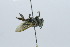  (Megachile constructrix - QCAZI_60155)  @11 [ ] CC-BY-NC-ND (2024) QCAZ Pontificia Universidad Católica del Ecuador