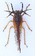  ( - JLPZ0037)  @11 [ ] CreativeCommons  Attribution Non-Commercial Share-Alike (2019) Jeremie Lapeze Institut National de la Recherche Agronomique, Zoologie Forestiere