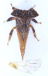  ( - JLPZ0050)  @11 [ ] CreativeCommons  Attribution Non-Commercial Share-Alike (2019) Jeremie Lapeze Institut National de la Recherche Agronomique, Zoologie Forestiere