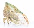  ( - JLPZ0054)  @11 [ ] CreativeCommons  Attribution Non-Commercial Share-Alike (2019) Jeremie Lapeze Institut National de la Recherche Agronomique, Zoologie Forestiere