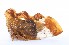  ( - JLPZ0056)  @11 [ ] CreativeCommons  Attribution Non-Commercial Share-Alike (2019) Jeremie Lapeze Institut National de la Recherche Agronomique, Zoologie Forestiere