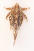  ( - JLPZ0056)  @11 [ ] CreativeCommons  Attribution Non-Commercial Share-Alike (2019) Jeremie Lapeze Institut National de la Recherche Agronomique, Zoologie Forestiere