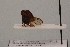  ( - JLPZ0062)  @11 [ ] CreativeCommons  Attribution Non-Commercial Share-Alike (2019) Jeremie Lapeze Institut National de la Recherche Agronomique, Zoologie Forestiere