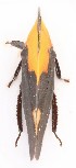  ( - JLPZ0091)  @11 [ ] CreativeCommons  Attribution Non-Commercial Share-Alike (2019) Jeremie Lapeze Institut National de la Recherche Agronomique, Zoologie Forestiere