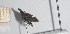  ( - JLPZ2857)  @11 [ ] CreativeCommons  Attribution Non-Commercial Share-Alike (2025) Jeremie Lapeze Institut National de la Recherche Agronomique, Zoologie Forestiere