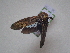  (Kutariana - JLPZ3036)  @11 [ ] CreativeCommons  Attribution Non-Commercial Share-Alike (2025) Jeremie Lapeze Institut National de la Recherche Agronomique, Zoologie Forestiere