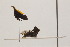  ( - JLPZ0422)  @11 [ ] CreativeCommons  Attribution Non-Commercial Share-Alike (2021) Jeremie Lapeze Institut National de la Recherche Agronomique, Zoologie Forestiere