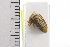  (Nassunia sp. 210JL - JLPZ0477)  @11 [ ] CreativeCommons  Attribution Non-Commercial Share-Alike (2022) Jeremie Lapeze Institut National de la Recherche Agronomique, Zoologie Forestiere