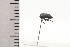  (Phormophora maura - JLPZ0510)  @11 [ ] CreativeCommons  Attribution Non-Commercial Share-Alike (2022) Jeremie Lapeze Institut National de la Recherche Agronomique, Zoologie Forestiere