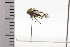  (Nicomia - JLPZ0540)  @11 [ ] CreativeCommons  Attribution Non-Commercial Share-Alike (2022) Jeremie Lapeze Institut National de la Recherche Agronomique, Zoologie Forestiere