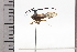  ( - JLPZ0572)  @11 [ ] CreativeCommons  Attribution Non-Commercial Share-Alike (2022) Jeremie Lapeze Institut National de la Recherche Agronomique, Zoologie Forestiere