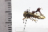  ( - JLPZ0616)  @11 [ ] CreativeCommons  Attribution Non-Commercial Share-Alike (2022) Jeremie Lapeze Institut National de la Recherche Agronomique, Zoologie Forestiere