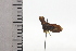  ( - JLPZ0624)  @11 [ ] CreativeCommons  Attribution Non-Commercial Share-Alike (2022) Jeremie Lapeze Institut National de la Recherche Agronomique, Zoologie Forestiere