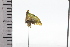  (Amastris exaltata - JLPZ0765)  @11 [ ] CreativeCommons  Attribution Non-Commercial Share-Alike (2022) Jeremie Lapeze Institut National de la Recherche Agronomique, Zoologie Forestiere