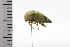  (Alobia alutacea - JLPZ0766)  @11 [ ] CreativeCommons  Attribution Non-Commercial Share-Alike (2022) Jeremie Lapeze Institut National de la Recherche Agronomique, Zoologie Forestiere