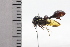  (Heteronotus horridus - JLPZ0823)  @11 [ ] CreativeCommons  Attribution Non-Commercial Share-Alike (2022) Jeremie Lapeze Institut National de la Recherche Agronomique, Zoologie Forestiere