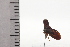  ( - JLPZ0826)  @11 [ ] CreativeCommons  Attribution Non-Commercial Share-Alike (2022) Jeremie Lapeze Institut National de la Recherche Agronomique, Zoologie Forestiere