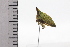  (Notogonioides - JLPZ0845)  @11 [ ] CreativeCommons  Attribution Non-Commercial Share-Alike (2022) Jeremie Lapeze Institut National de la Recherche Agronomique, Zoologie Forestiere